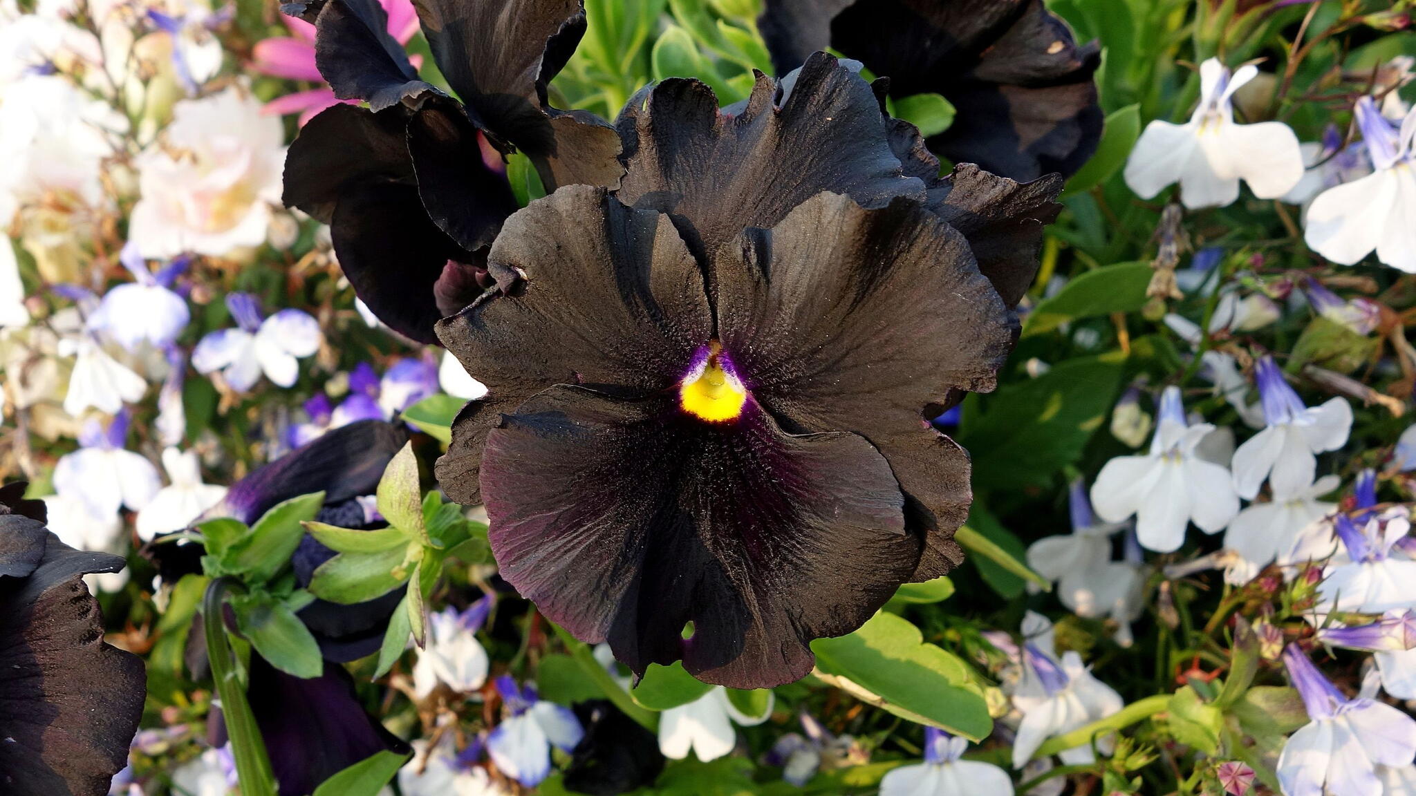 A closeup shot of a black pansy flower in the botanical garden